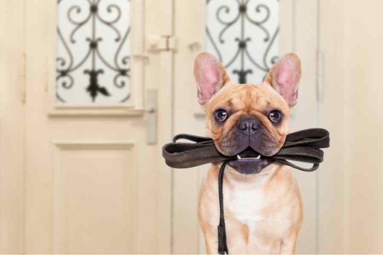 french bulldog waiting to be walked